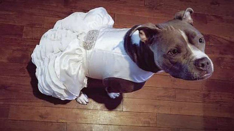Perrita de novia.jpg