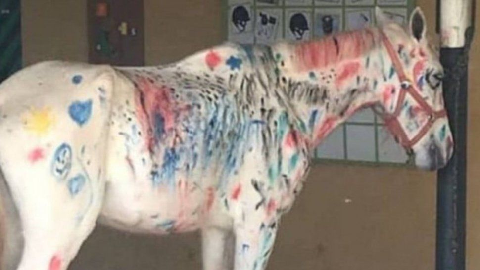 Nenes pintaron un caballo blanco como parte de una actividad escolar