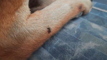¿Las mascotas pueden contagiarse de dengue? (Foto ilustrativa)