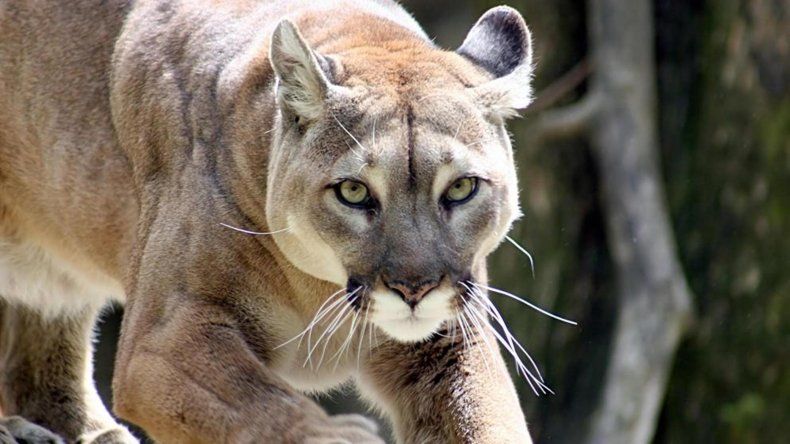 ¿Qué hacer si te encontras con un Puma? Mirá estas recomendaciones