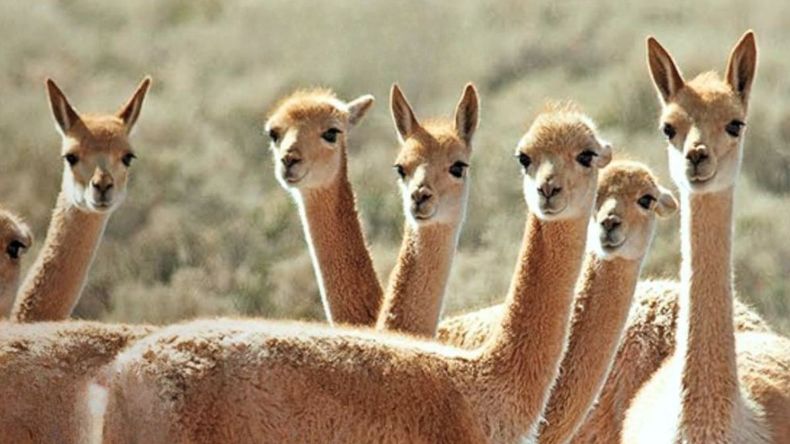 XAR presenta una Guía de Flora y Fauna de Cauchari-Olaroz elaborada junto al Ministerio de Ambiente y Cambio Climático de Jujuy