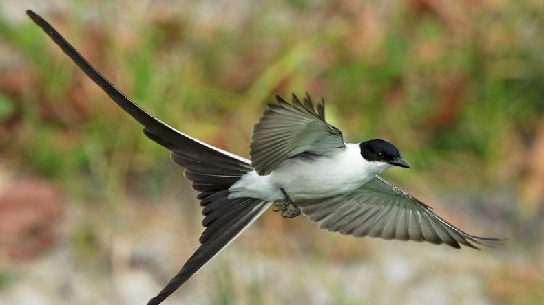En el Parque Xibi Xibi hay más de 80 especies de aves: cuáles son las más comunes