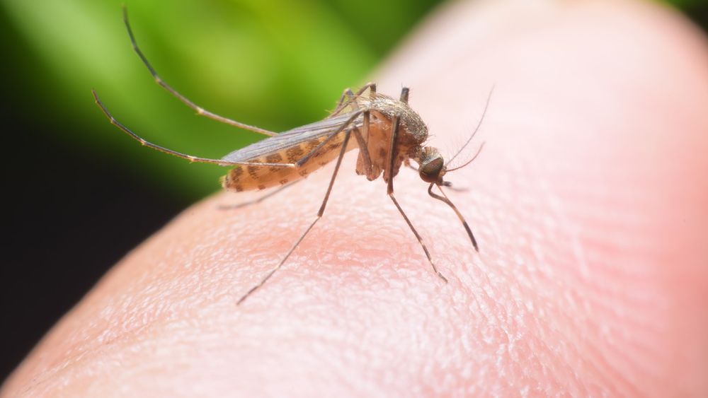 ¿Alguna vez te preguntaste si existe una predisposición a ser picado por los mosquitos?