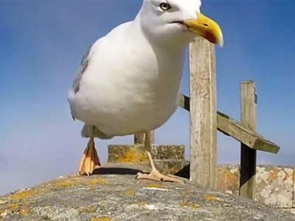 Gaviota