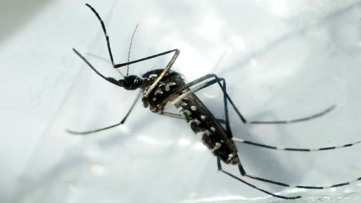 Se confirmó el primer caso de dengue en Jujuy