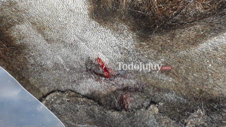 Perro atacado por un puma