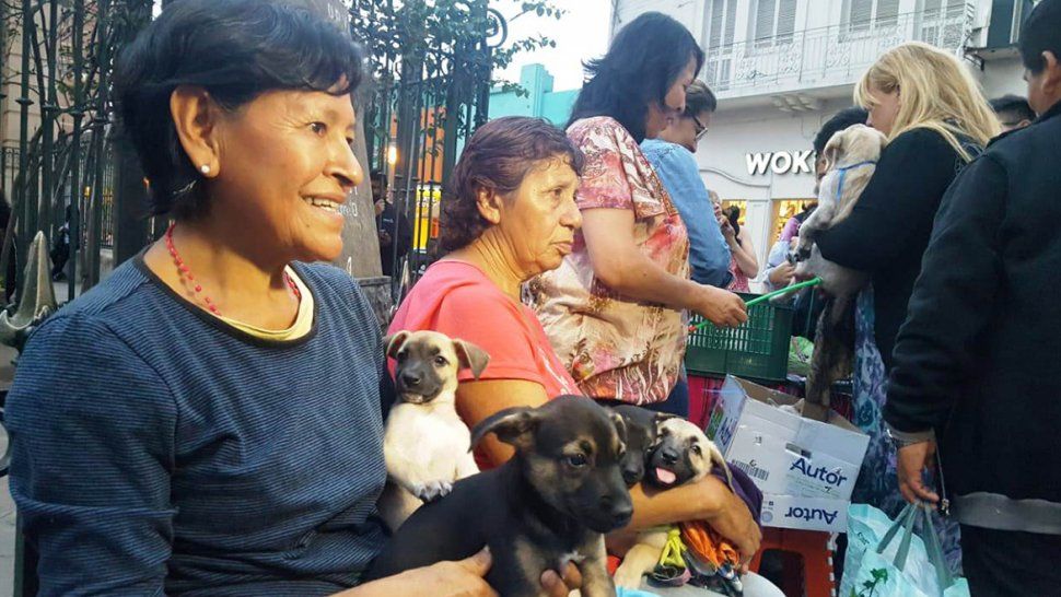 Para Narices Frías, por la crisis aumenta el número de abandono de mascotas