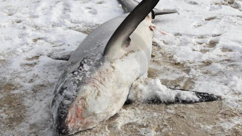 Tiburones congelados, la ola de frío de EEUU desorientó hasta la misma naturaleza