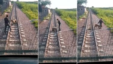 Chaco: ataron un perro en las vías y un maquinista le salvó la vida.&nbsp;