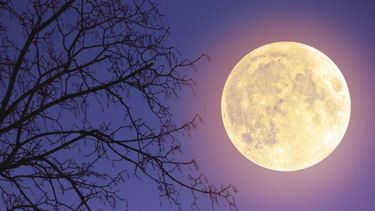 Luna de Nieve.