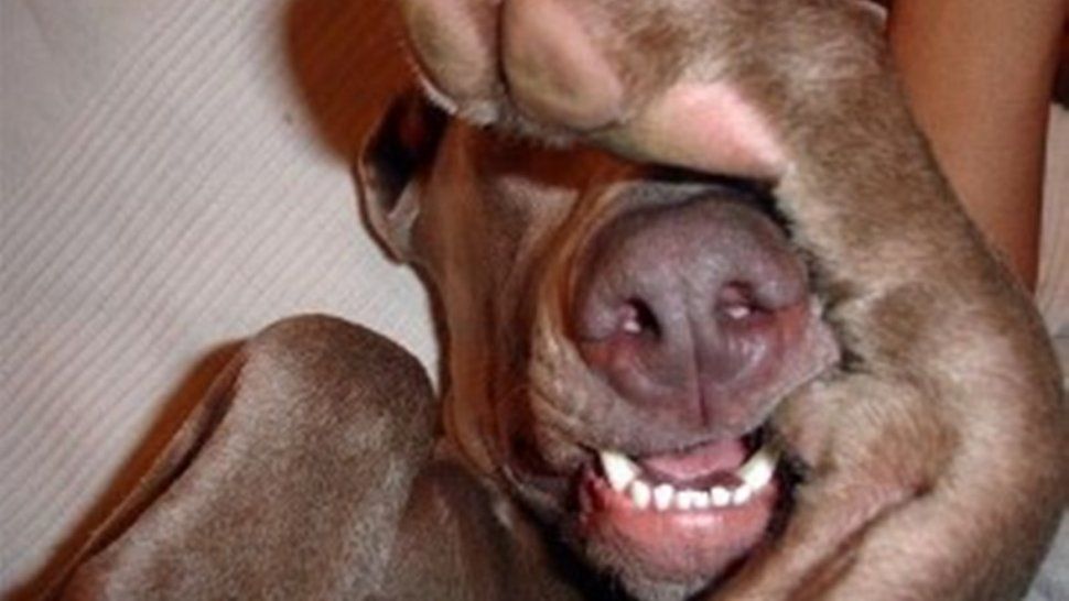 Conocé el perro con cara de humano que asombra al mundo