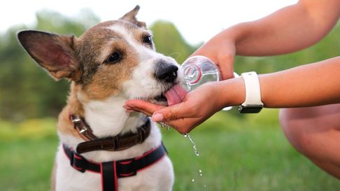 Todo Jujuy | Cinco trucos para cuidar a tu perro de un golpe de calor este verano 2025