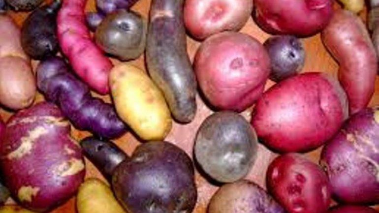 Papas andinas