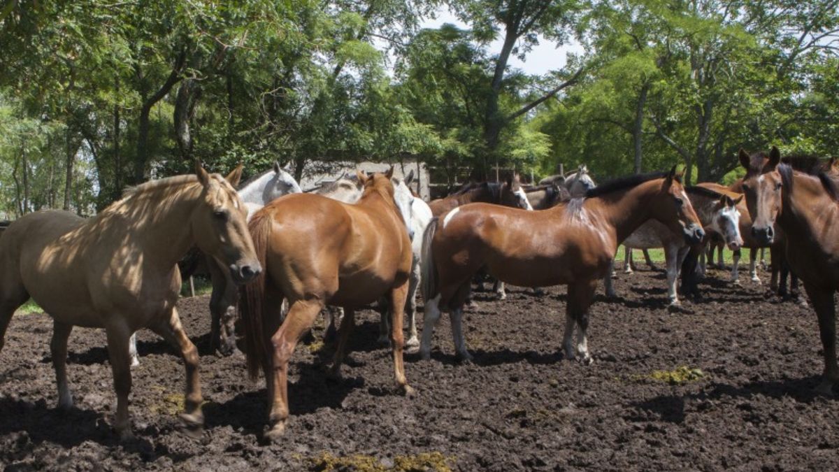 Sin casos de encefalomielitis equina en Jujuy y Salta (Foto ilustrativa)