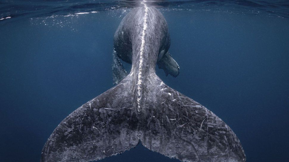 Impresionantes: National Geographic eligió las mejores fotos viajeras del 2018