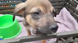 Adoptá al amigo más fiel: hoy habrá feria de adopción de mascotas en el Xibi Xibi