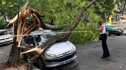 Destrozos en distintos barrios de Mar del Plata tras el viento: las impactantes imágenes