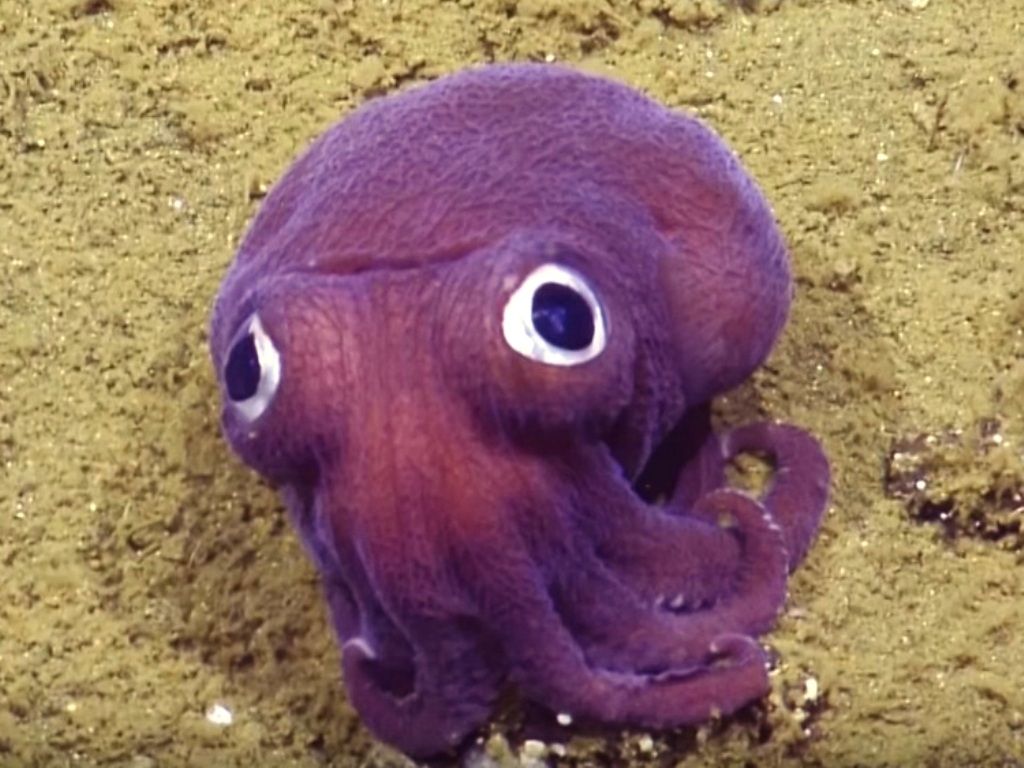 El calamar que descoloca a la comunidad científica