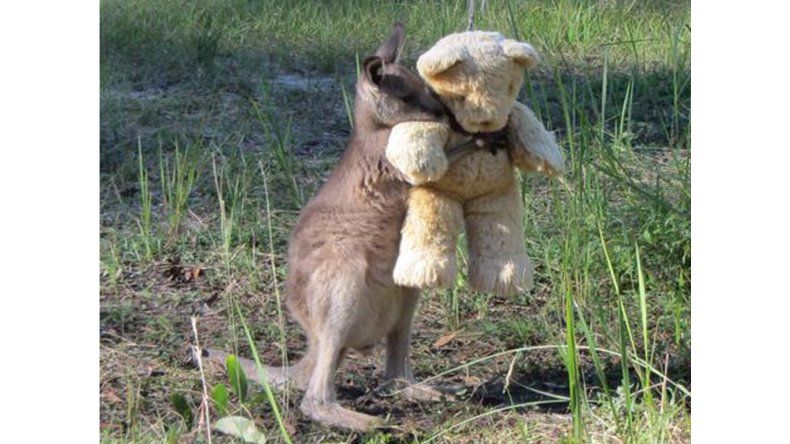 Un canguro bebe