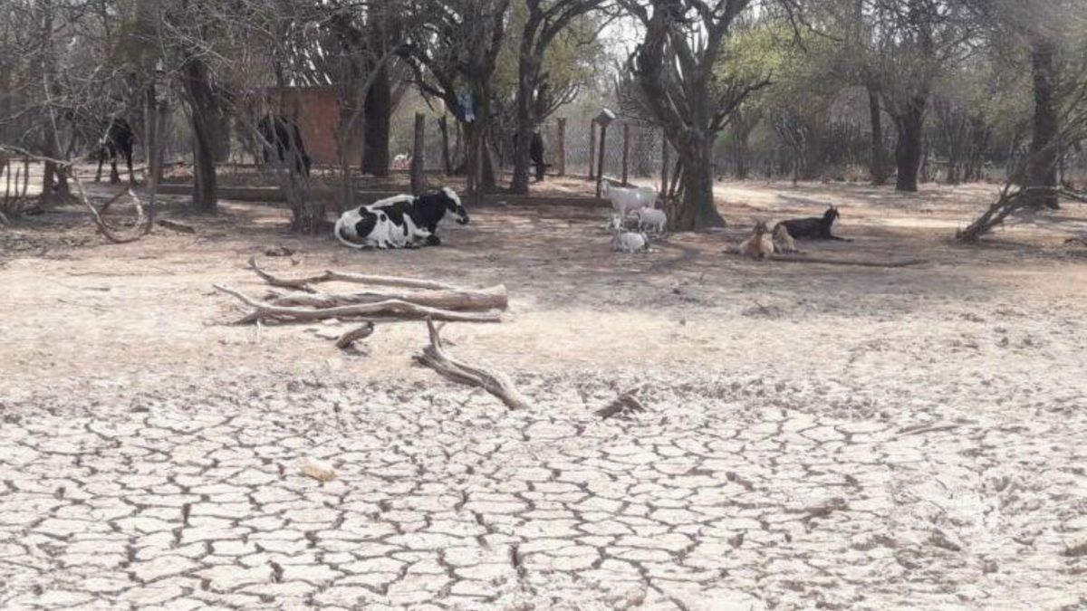 Se perdi 30 del ganado por la sequ a en el Chaco salte o