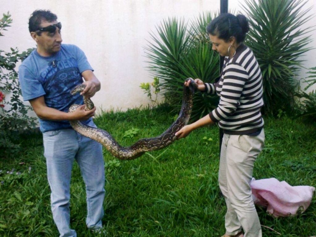 Lampalagua boa o vizcachera