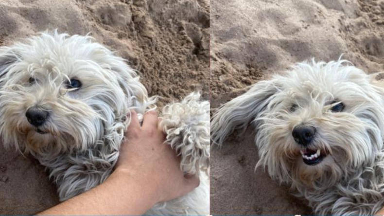 Bonita (caniche blanca) - Foto enviada a Todo Jujuy 3885007777