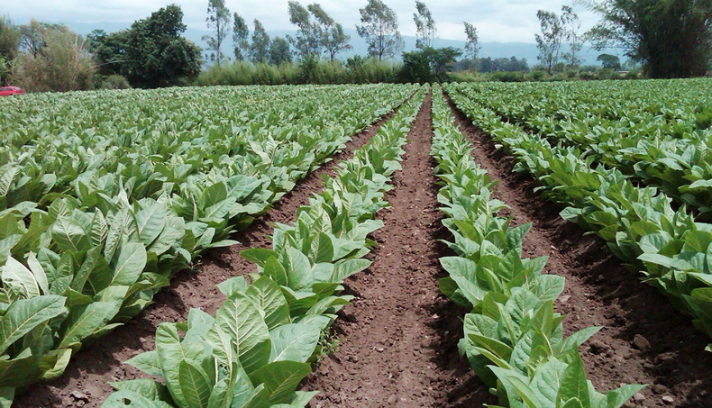 Cámara del Tabaco de Jujuy.