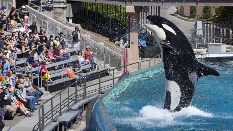 El Senado tratará el proyecto para prohibir shows con animales marinos.