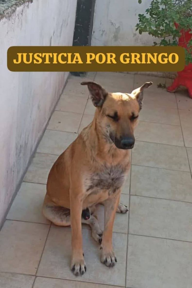 El animal apareció sin vida el pasado 8 de noviembre en la cancha San Martín, con evidentes signos de maltrato severo, lo que determinó que se abriera una causa judicial por crueldad animal.