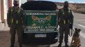 Tati fue quien detectó la cocaína oculta en un auto. /Foto: Prensa Gendarmería