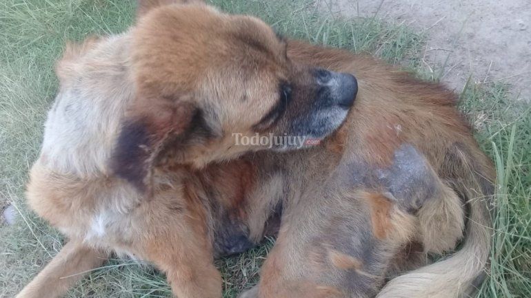 Beto, perrito abandonado