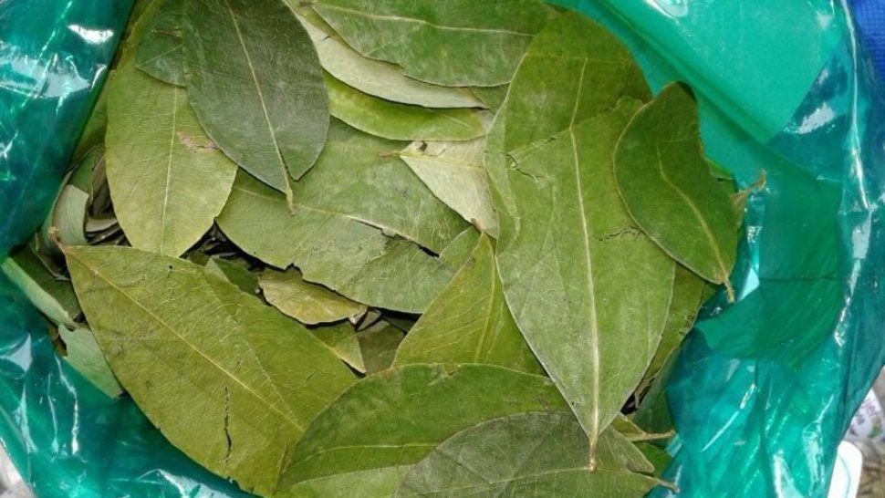 Hojas de Coca