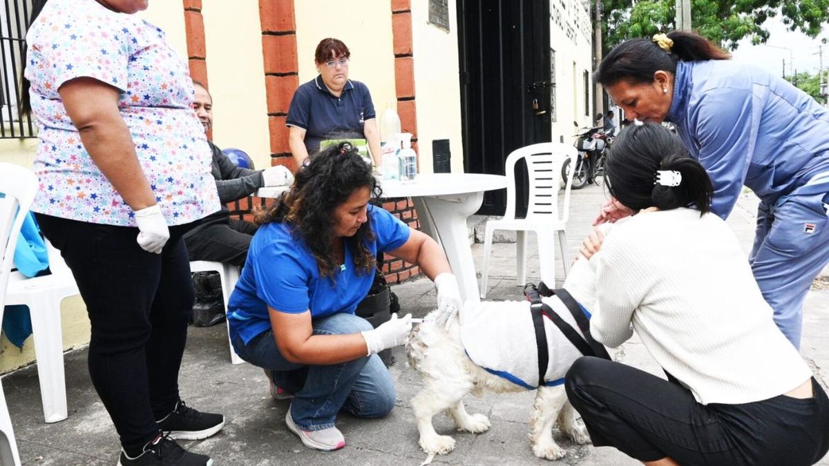 Cronograma de vacunación antirrábica en capital: días, sectores y horarios Cronograma de vacunación antirrábica en capital: días, sectores y horarios
