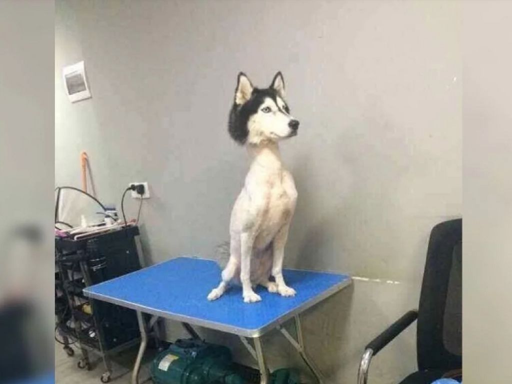 Perro siberiano