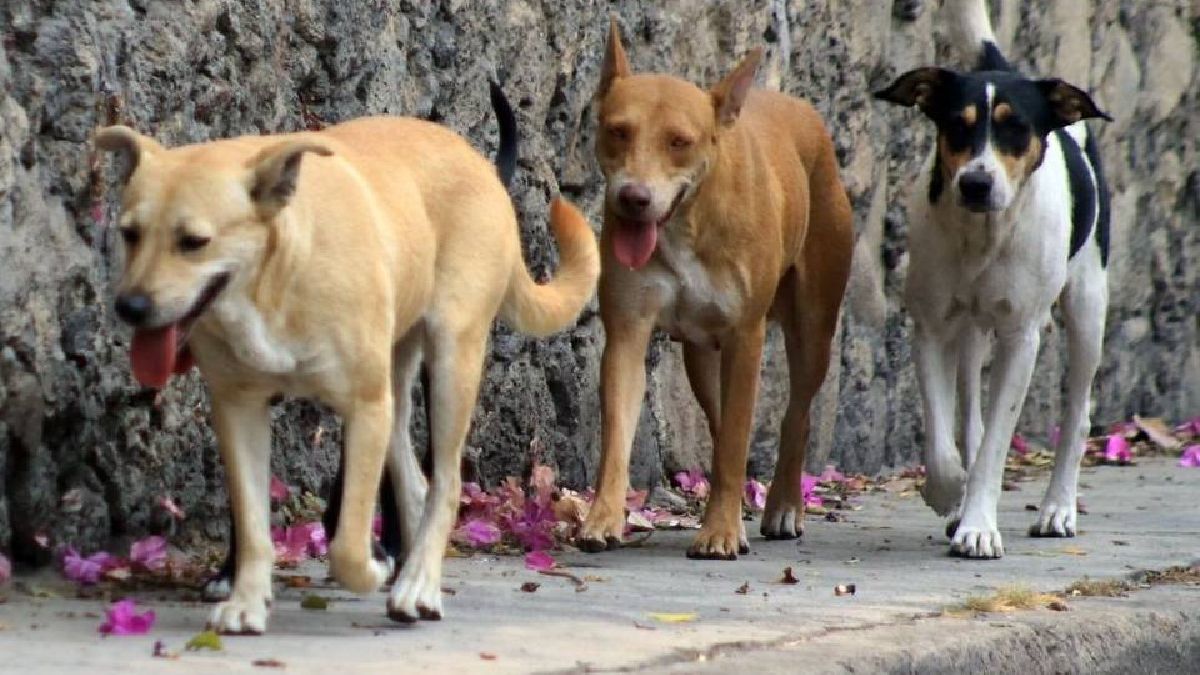 Superpoblaciónde animales en San Salvador de Jujuy (Foto ilustrativa)