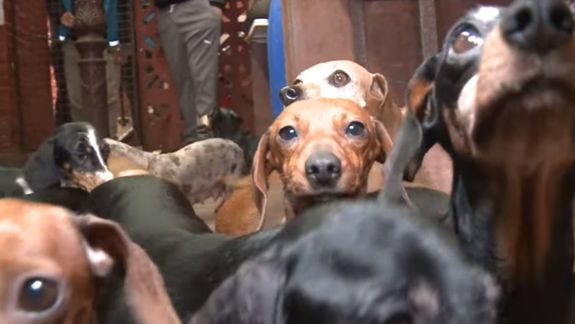 Cósmico encuesta película Rescataron a 55 perros salchichas de un criadero ilegal