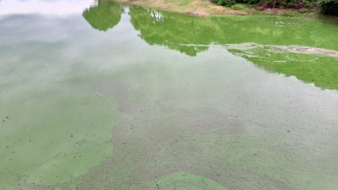 Solicitan evitar la pesca en el dique Los Alisos por la presencia de algas peligrosas
