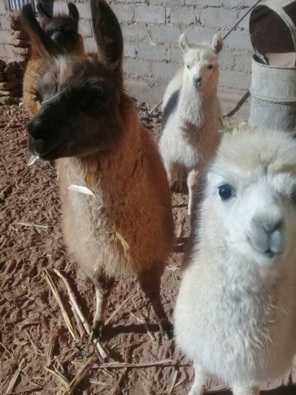 Llamas