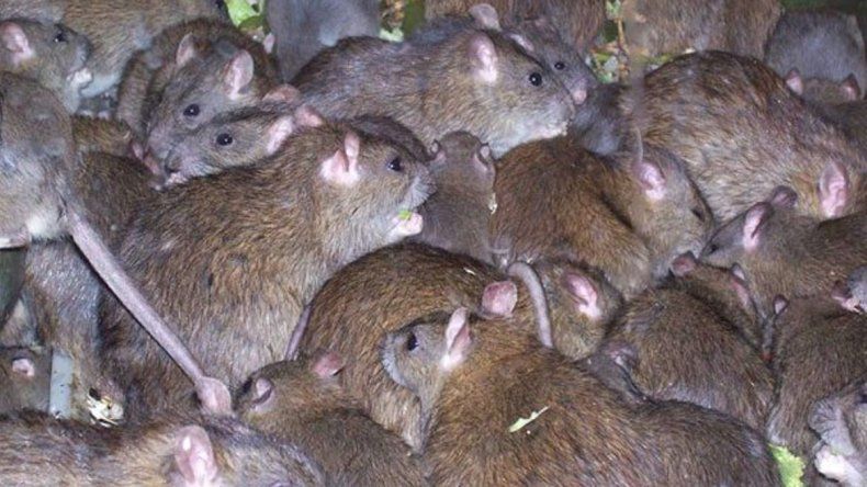 Preocupación por la Fiebre de Lassa: la enfermedad mortal que se extiende por el mundo