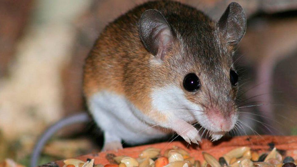Confirmaron una nueva víctima de hantavirus en Chubut