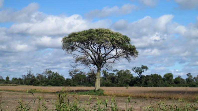 Monte Quemado, Santiago del Estero.
