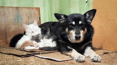 Adopción responsable.
