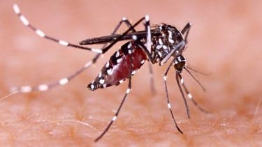 El Ministerio de Salud emitió un nuevo reporte de dengue.