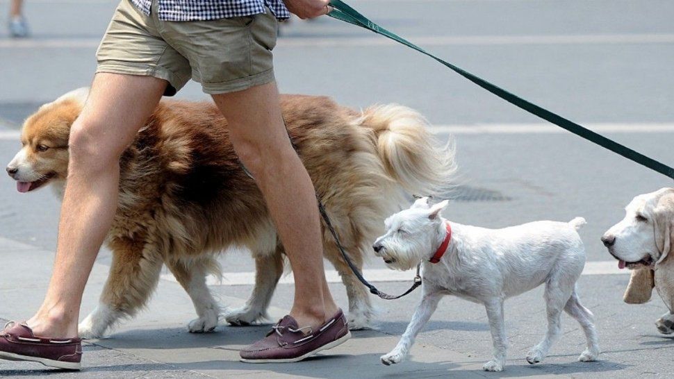 Rusia: a finales de abril habría una vacuna para animales