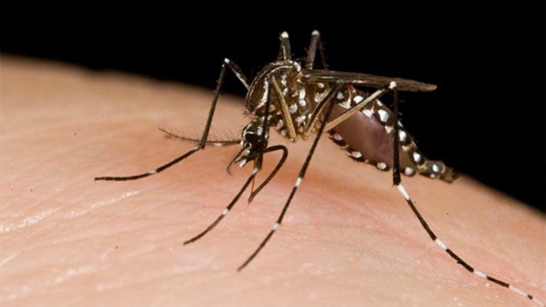 Hay dos casos de dengue en Jujuy.