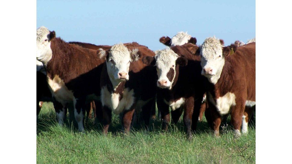 Producción bovina