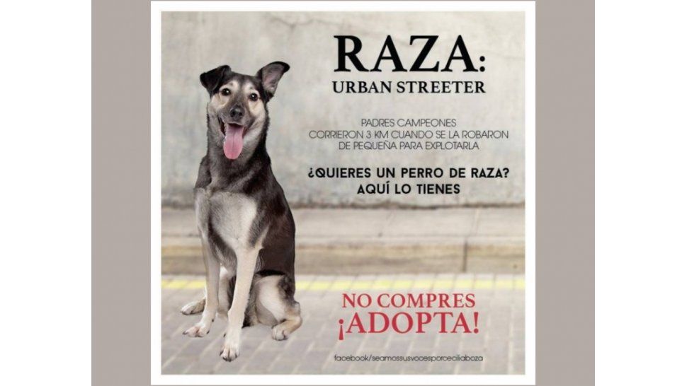 Los Streeter