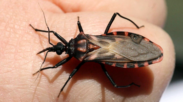 Vinchuca, 5 datos sobre este insecto que transmite el mal de Chagas