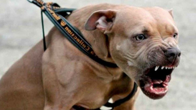 Ataque de un pitbull a un niño.