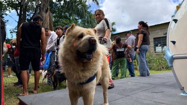 Carnaval de las Mascotas: más de 200 animales atendidos en la jornada municipal Carnaval de las Mascotas: más de 200 animales atendidos en la jornada municipal